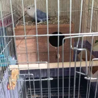 طوطی برزیلی بنفش|پرنده|تهران, دستغیب|دیوار