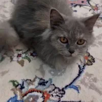 واگذاری گربه اسکاتیش بلو