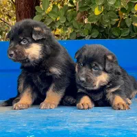 سگ ژرمن شپرد نروماده دوماهه باهم یکجای فی ۱۵ م ت|سگ|تهران, تهرانسر شرقی|دیوار