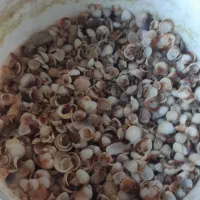 صدف اکواریون*