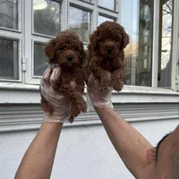 تاینی توی پودل|سگ|تهران, درکه|دیوار