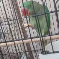 شاه طوطی جوجه نر