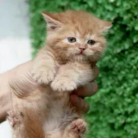 اسکاتیش تخفیفی