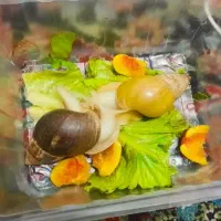 دو عدد حلزون بالغ نر و ماده بفروش میرسد