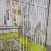 عروس هلندی نر آماده