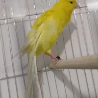 نر زرد بلند دم 11