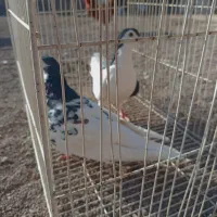 کفتر عالی فقط به شرت تخم جوجه|پرنده|طاغنکوه, |دیوار