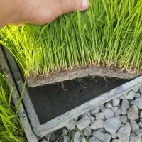 کار با دستگاه نشا چهار ردیفه