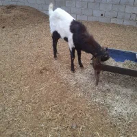 بز نر پاکستانی|حیوانات مزرعه|شریفآباد, |دیوار