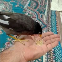 جوجه مینا شاه تخم دون خور و دم دون خور