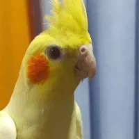 عروس هلندی کینگ سایز ماده فول دستی زعفرانی