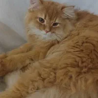 پرشین گاردفیلد  نر|گربه|نیشابور, جمهوری|دیوار