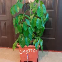 قطعات و لوازم جانبی|قطعات و لوازم جانبی رایانه|اسلامآباد غرب, |دیوار