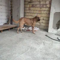 سگ سرابی و پژدر واگذاری