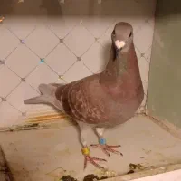 دوبر قوری پلاک ۲۰۲۵|پرنده|کوثر, |دیوار