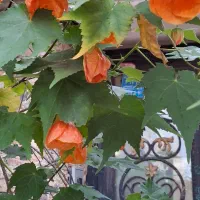 گلهای طبیعی|گل و گیاه طبیعی|لاهیجان, مهرگان|دیوار