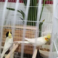 پرنده عروس هلندی مولد