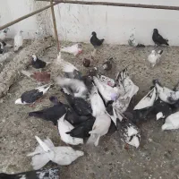 کفتر قم بار4شنبه پرنده کیان جدا کن فقط دونه ای100|پرنده|کرج, خرمدشت|دیوار