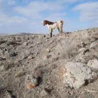 بز پاکستانی|حیوانات مزرعه|نمین, |دیوار