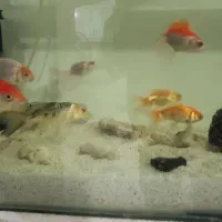 آکواریوم با ماهی|ماهی|فولادشهر, مسکن مهر فولادشهر|دیوار