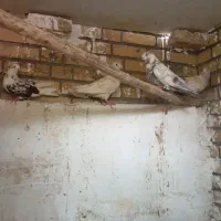 کبوتر
