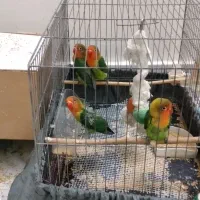 طوطی برزیلی