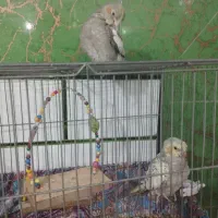 مرغ عشق و عروس هلندی|پرنده|خمینیشهر, |دیوار