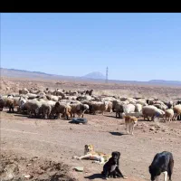 فروش ۶۰۰ راس گوسفند معاوضه با خونه یا ماشین