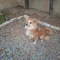 سگ اشمیتز پامر