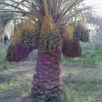 اجاره درخت خرما