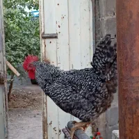 خروس امروک فری