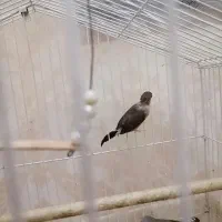 فنچ|پرنده|ری, منصوریه منگل|دیوار