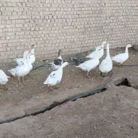 غاز بالغ جوان فروشی با قیمت خیلی مناسب فروش فوری|حیوانات مزرعه|قم, شهرک توانیر|دیوار