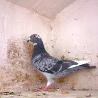 کفتر پرشی المانی پلنگ کرمونی وطوقی|پرنده|سلیمان, |دیوار