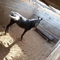 اسب نر|اسب و تجهیزات اسب‌سواری|مهریز, |دیوار