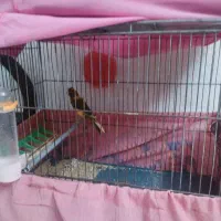 یه جفت قناری نرو ماده