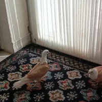 کله سفید کربلایی|پرنده|فردوس (خراسان), |دیوار