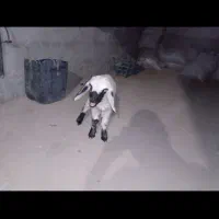 بره شیرخوار|حیوانات مزرعه|زهک, |دیوار