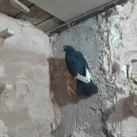 کبوتر پرشی|پرنده|نیشابور, دربقاضی|دیوار