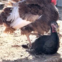 بوقلمون نر جوان سنگین وزن