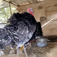 بوقلمون نرمحلی