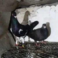 کفتر دورگ