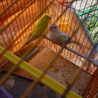 دو عدد مرغ عشق سالم سرحال نرو ماده