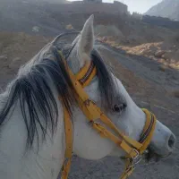 اسب نریان عرب مصری