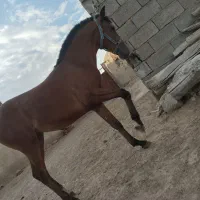 اسب دره شور