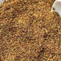 بذر شبدر هفت چین