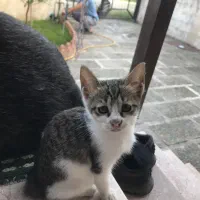 واگذاری رایگان بچه گربه|گربه|عباسآباد, |دیوار