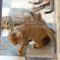 واگذارئ رایگِان چند تا بچه گربه