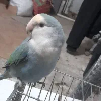 کوتوله|پرنده|سبزوار, قصبه شرقی|دیوار