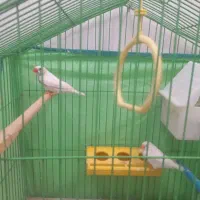 ی جفت فنچ خوشگل